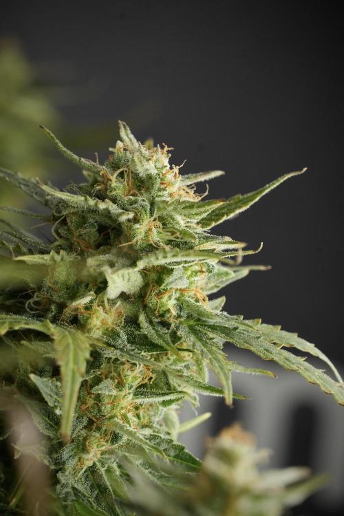Lemon Cherry Gelato YumYum. Week 12 - One of the Lemon Cherry Gelato Harvest Day
