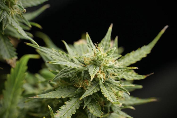 Lemon Cherry Gelato YumYum. Week 12 - One of the Lemon Cherry Gelato Harvest Day