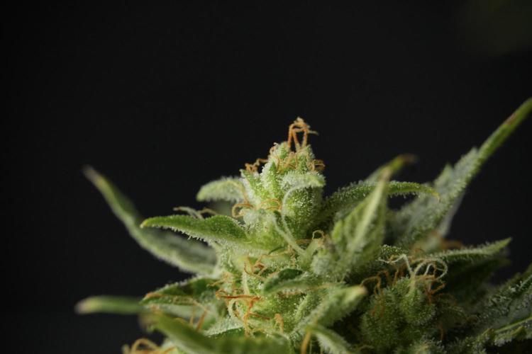 Lemon Cherry Gelato YumYum. Week 12 - One of the Lemon Cherry Gelato Harvest Day
