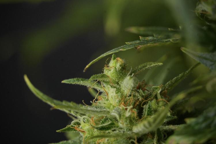 Lemon Cherry Gelato YumYum. Week 12 - One of the Lemon Cherry Gelato Harvest Day