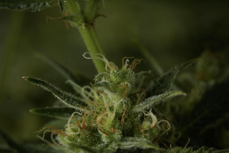 Lemon Cherry Gelato YumYum. Week 12 - One of the Lemon Cherry Gelato Harvest Day