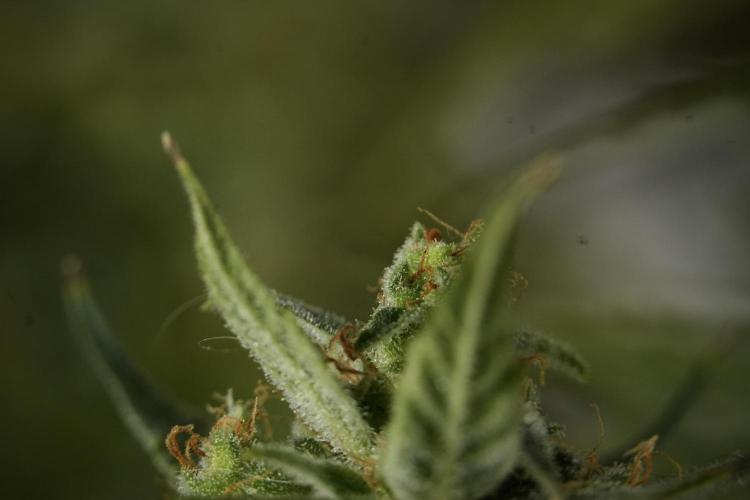 Lemon Cherry Gelato YumYum. Week 12 - One of the Lemon Cherry Gelato Harvest Day