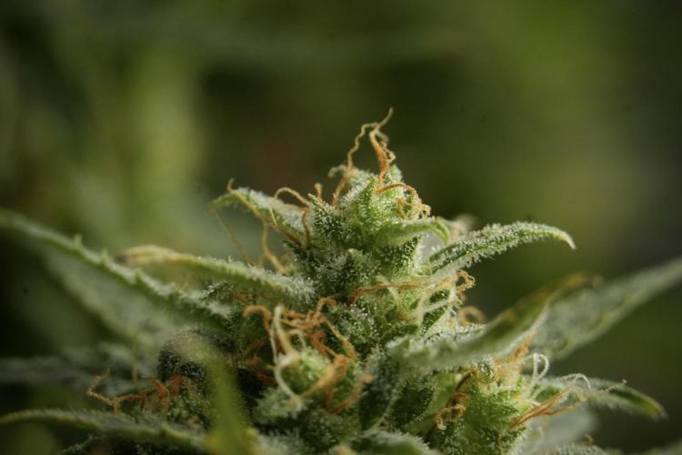 Lemon Cherry Gelato YumYum. Week 12 - One of the Lemon Cherry Gelato Harvest Day