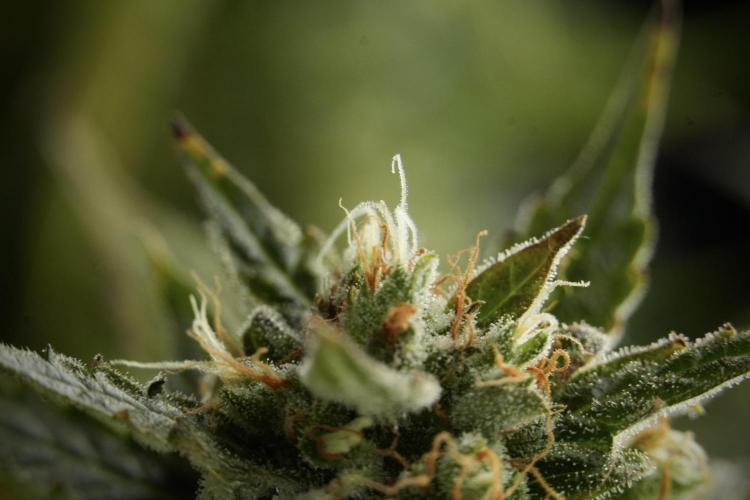 Lemon Cherry Gelato YumYum. Week 12 - One of the Lemon Cherry Gelato Harvest Day