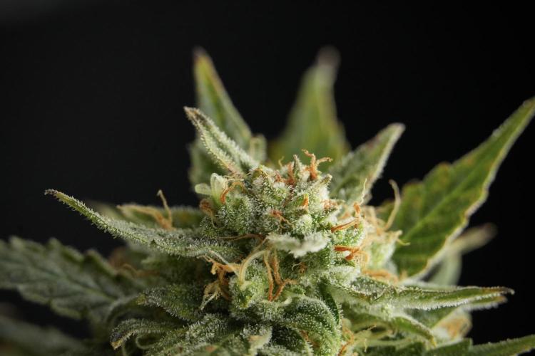 Lemon Cherry Gelato YumYum. Week 12 - One of the Lemon Cherry Gelato Harvest Day