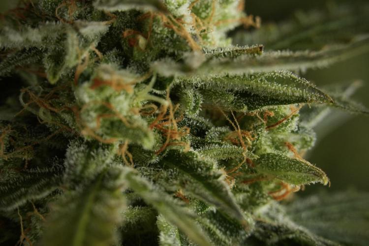 Lemon Cherry Gelato YumYum. Week 12 - One of the Lemon Cherry Gelato Harvest Day