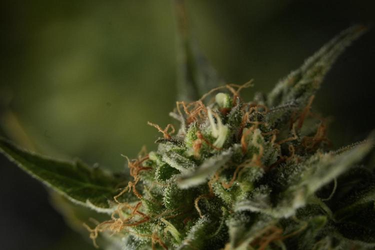 Lemon Cherry Gelato YumYum. Week 12 - One of the Lemon Cherry Gelato Harvest Day