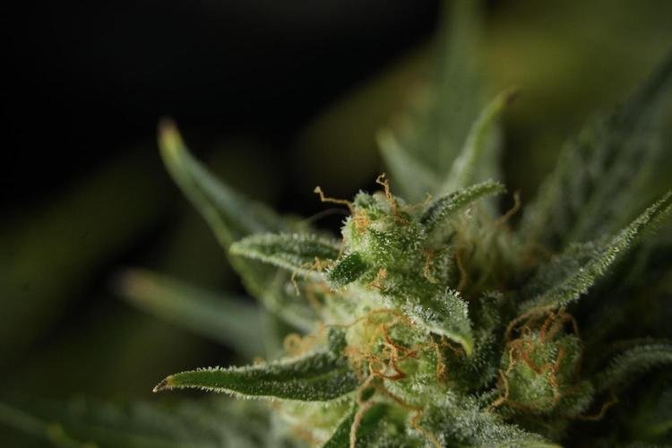 Lemon Cherry Gelato YumYum. Week 12 - One of the Lemon Cherry Gelato Harvest Day