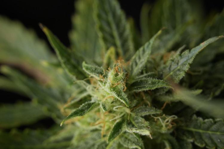 Lemon Cherry Gelato YumYum. Week 12 - One of the Lemon Cherry Gelato Harvest Day