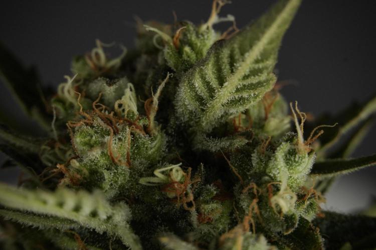 Lemon Cherry Gelato YumYum. Week 12 - One of the Lemon Cherry Gelato Harvest Day