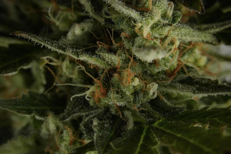 Lemon Cherry Gelato YumYum. Week 12 - One of the Lemon Cherry Gelato Harvest Day