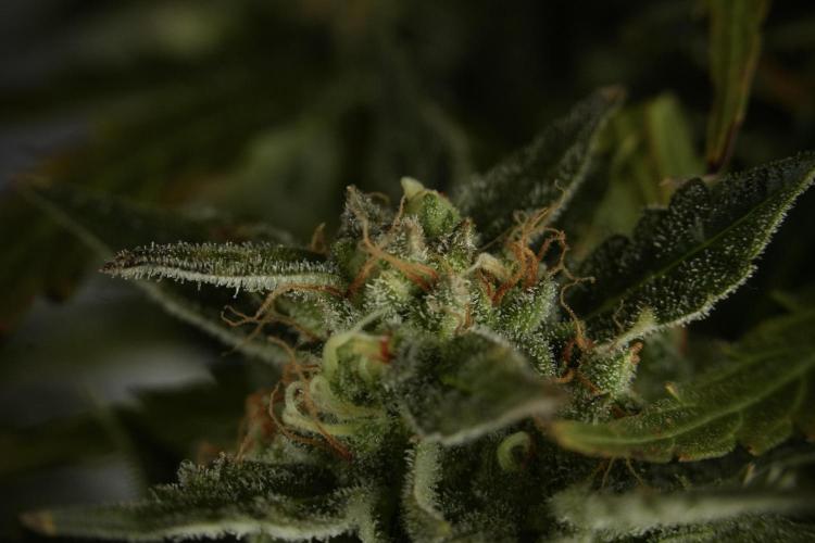 Lemon Cherry Gelato YumYum. Week 12 - One of the Lemon Cherry Gelato Harvest Day