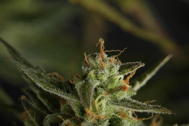 Lemon Cherry Gelato YumYum. Week 12 - One of the Lemon Cherry Gelato Harvest Day