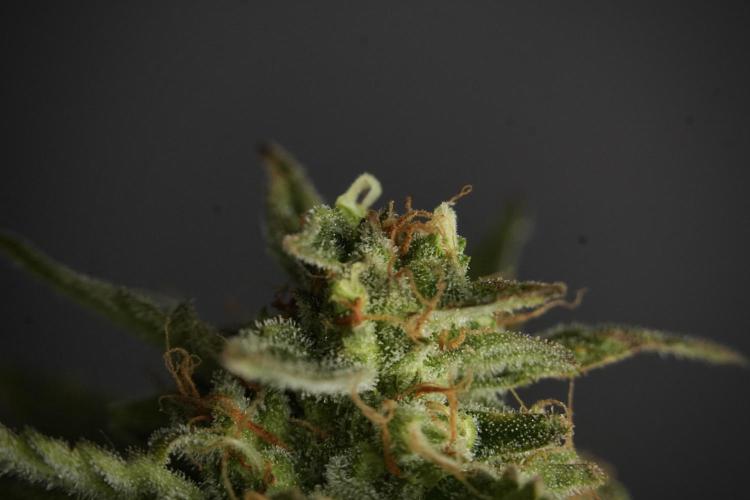 Lemon Cherry Gelato YumYum. Week 12 - One of the Lemon Cherry Gelato Harvest Day