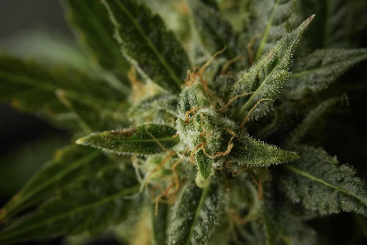 Lemon Cherry Gelato YumYum. Week 12 - One of the Lemon Cherry Gelato Harvest Day