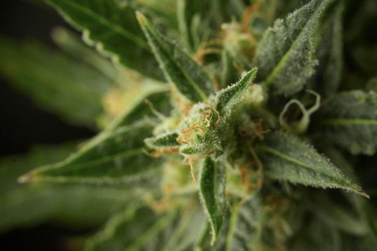 Lemon Cherry Gelato YumYum. Week 12 - One of the Lemon Cherry Gelato Harvest Day
