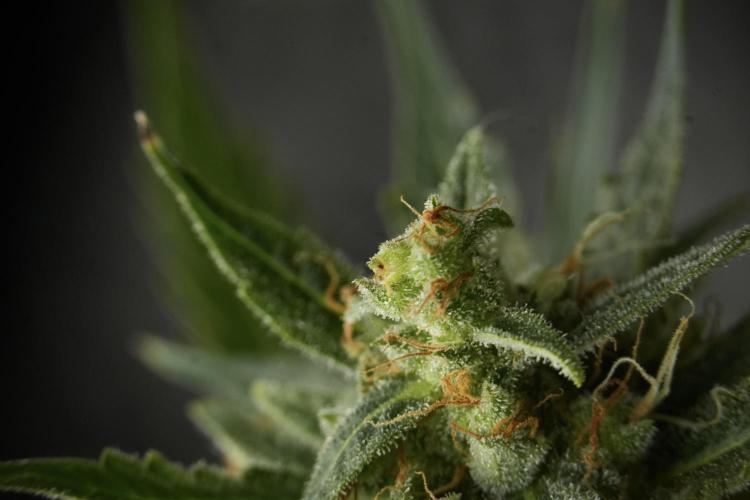 Lemon Cherry Gelato YumYum. Week 12 - One of the Lemon Cherry Gelato Harvest Day