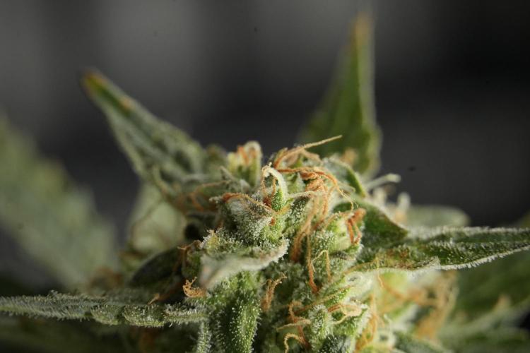 Lemon Cherry Gelato YumYum. Week 12 - One of the Lemon Cherry Gelato Harvest Day