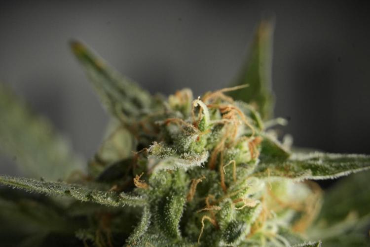Lemon Cherry Gelato YumYum. Week 12 - One of the Lemon Cherry Gelato Harvest Day