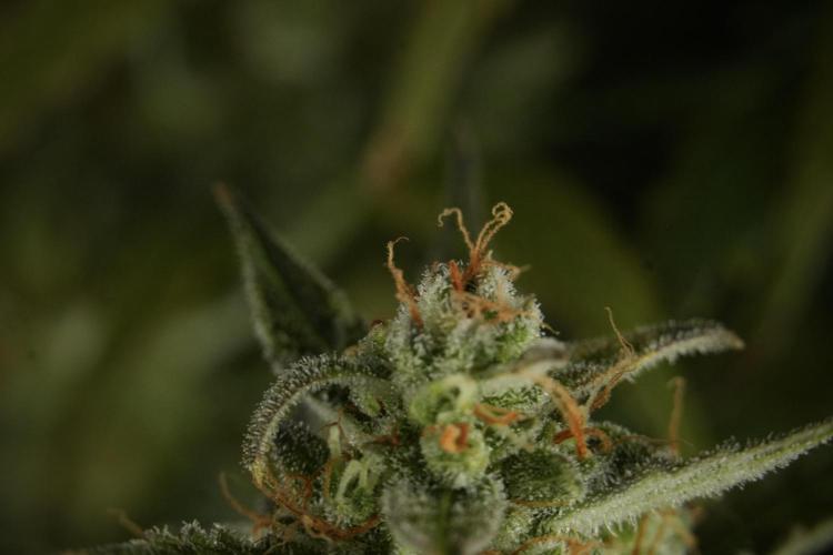 Lemon Cherry Gelato YumYum. Week 12 - One of the Lemon Cherry Gelato Harvest Day