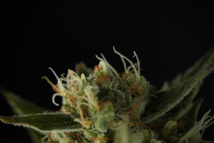Lemon Cherry Gelato YumYum. Week 12 - One of the Lemon Cherry Gelato Harvest Day