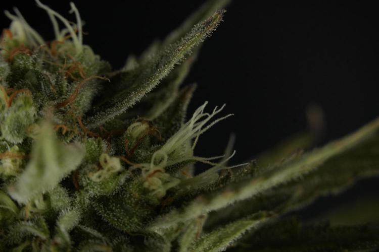 Lemon Cherry Gelato YumYum. Week 12 - One of the Lemon Cherry Gelato Harvest Day