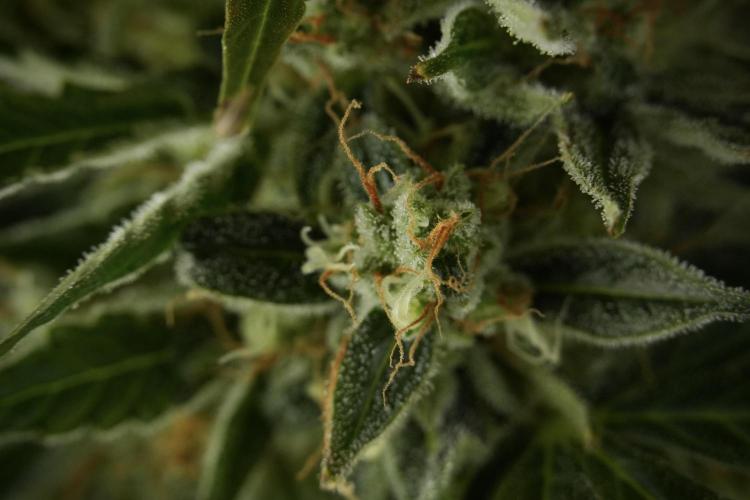 Lemon Cherry Gelato YumYum. Week 12 - One of the Lemon Cherry Gelato Harvest Day