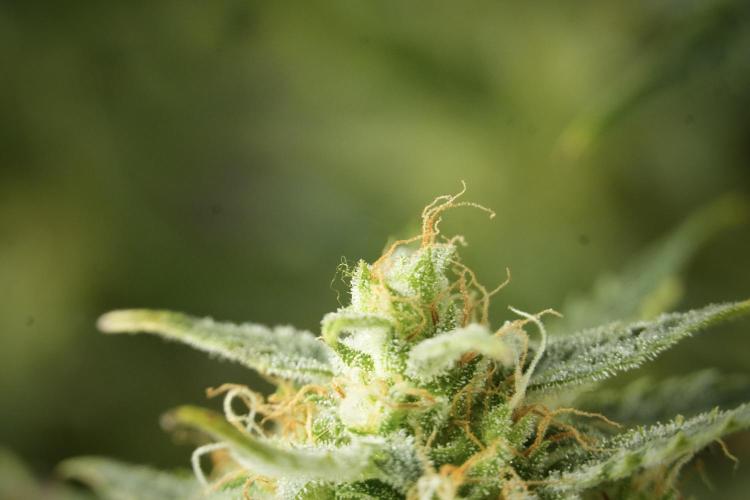Lemon Cherry Gelato YumYum. Week 12 - One of the Lemon Cherry Gelato Harvest Day