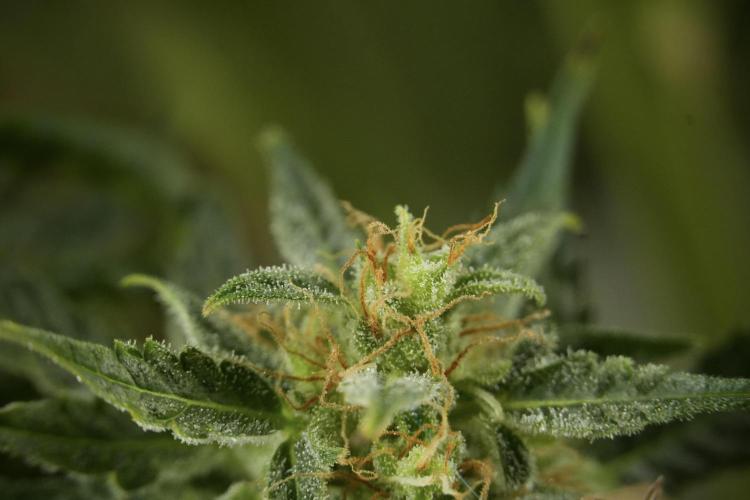 Lemon Cherry Gelato YumYum. Week 12 - One of the Lemon Cherry Gelato Harvest Day