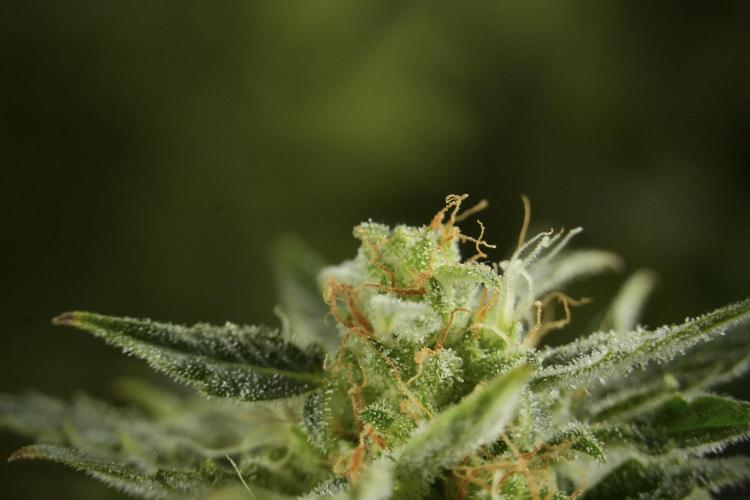 Lemon Cherry Gelato YumYum. Week 12 - One of the Lemon Cherry Gelato Harvest Day