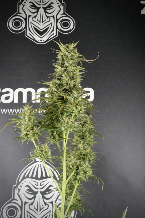 Lemon Cherry Gelato YumYum. Week 12 - One of the Lemon Cherry Gelato Harvest Day