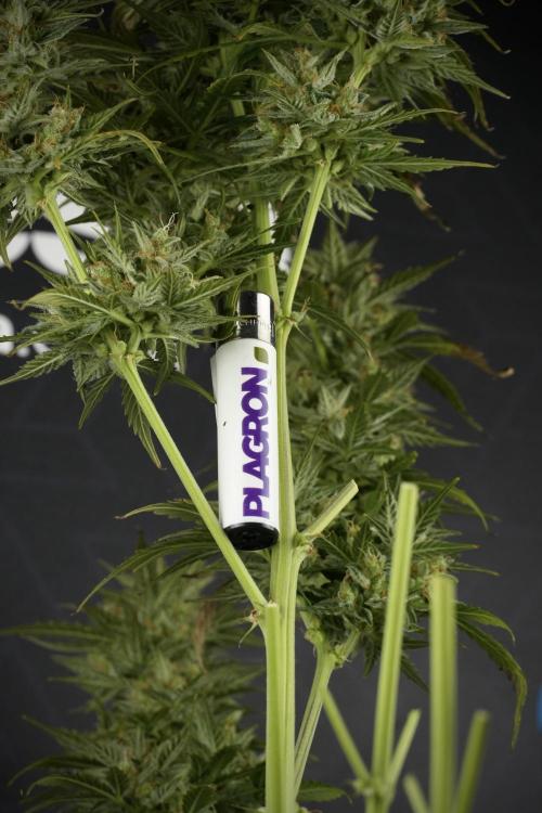 Lemon Cherry Gelato YumYum. Week 12 - One of the Lemon Cherry Gelato Harvest Day