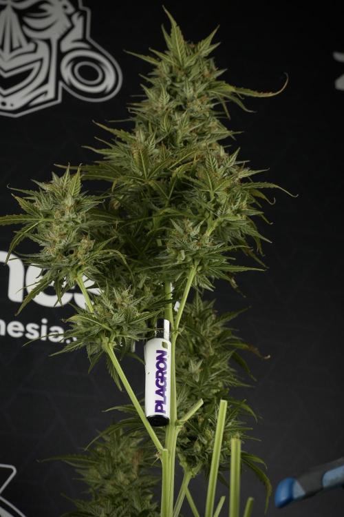Lemon Cherry Gelato YumYum. Week 12 - One of the Lemon Cherry Gelato Harvest Day
