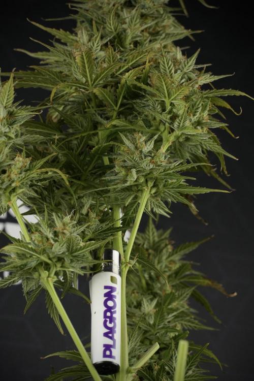 Lemon Cherry Gelato YumYum. Week 12 - One of the Lemon Cherry Gelato Harvest Day