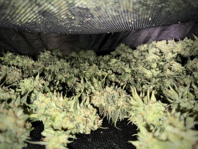 Lemon Cherry Gelato YumYum. Week 12 - One of the Lemon Cherry Gelato Harvest Day