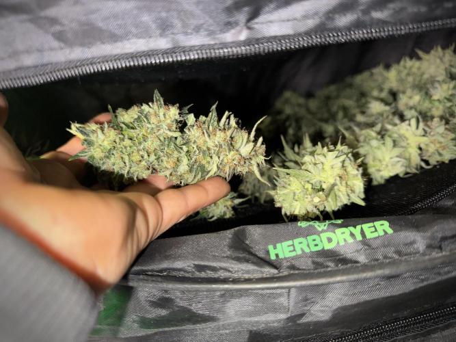 Lemon Cherry Gelato YumYum. Week 12 - One of the Lemon Cherry Gelato Harvest Day