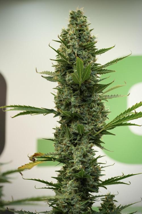 Cosmic Noodles a Zamnesia Dish. Week 12 - Cosmic Noodles no Veg 12-12 from seed 