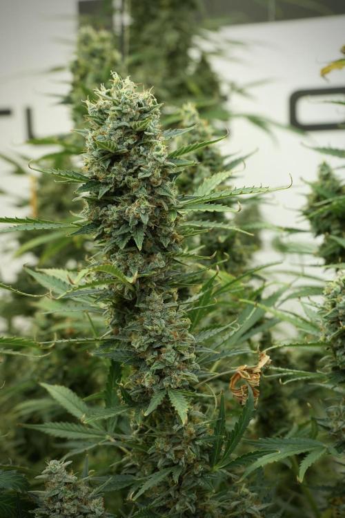 Cosmic Noodles a Zamnesia Dish. Week 12 - Big Colas