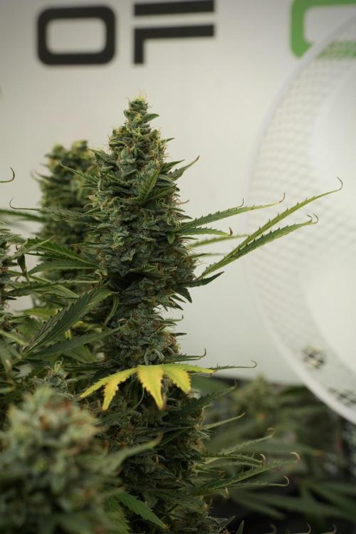 Cosmic Noodles a Zamnesia Dish. Week 12 - Cosmic Noodles no Veg 12-12 from seed 
