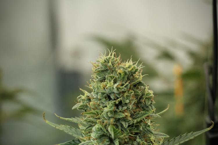 Cosmic Noodles a Zamnesia Dish. Week 12 - Cosmic Noodles no Veg 12-12 from seed 
