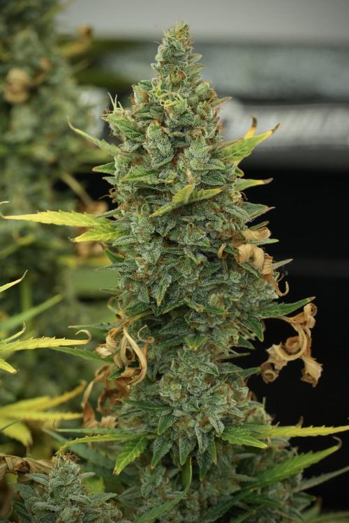 Cosmic Noodles a Zamnesia Dish. Week 12 - Cosmic Noodles no Veg 12-12 from seed 