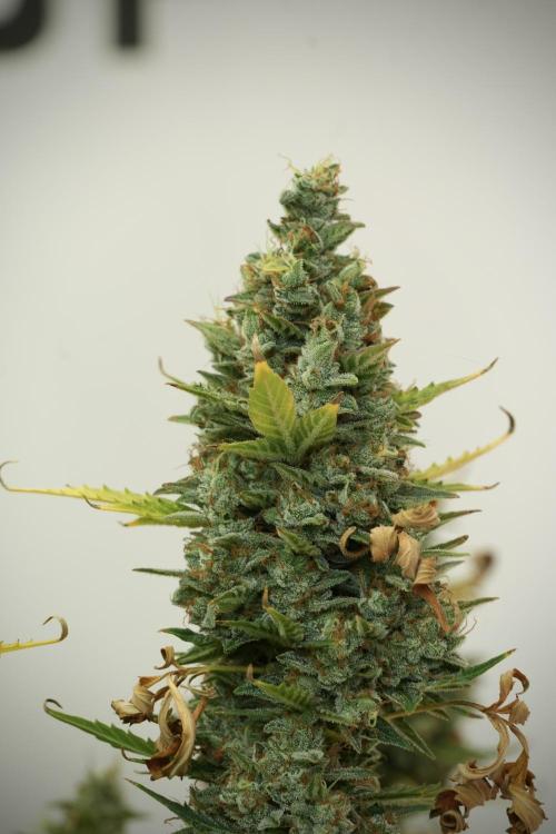Cosmic Noodles a Zamnesia Dish. Week 12 - Cosmic Noodles no Veg 12-12 from seed 