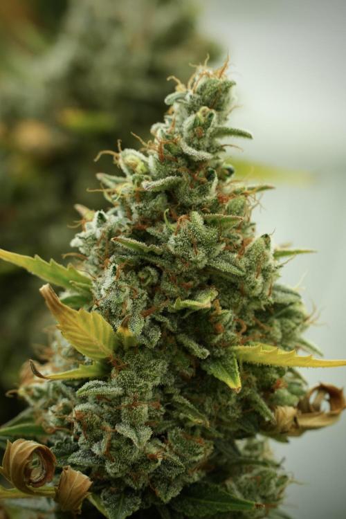 Cosmic Noodles a Zamnesia Dish. Week 12 - Cosmic Noodles no Veg 12-12 from seed 
