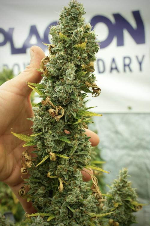 Cosmic Noodles a Zamnesia Dish. Week 12 - Cosmic Noodles no Veg 12-12 from seed 