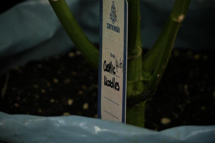 Cosmic Noodles a Zamnesia Dish. Week 12 - Cosmic Noodles no Veg 12-12 from seed 