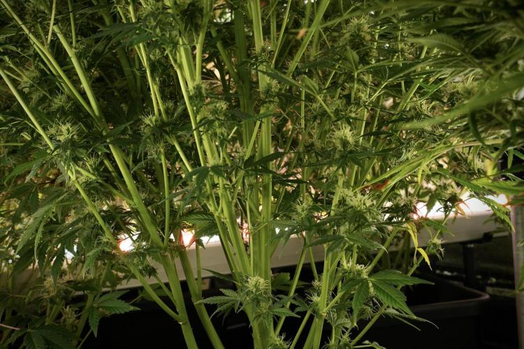 Cosmic Noodles a Zamnesia Dish. Week 12 - Cosmic Noodles no Veg 12-12 from seed 