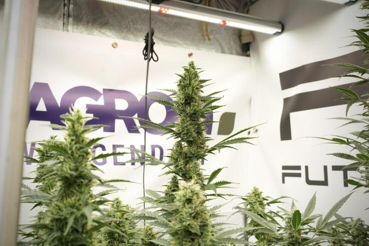 Cosmic Noodles a Zamnesia Dish. Week 12 - Cosmic Noodles no Veg 12-12 from seed 