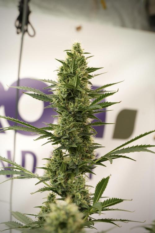 Cosmic Noodles a Zamnesia Dish. Week 12 - Cosmic Noodles no Veg 12-12 from seed 