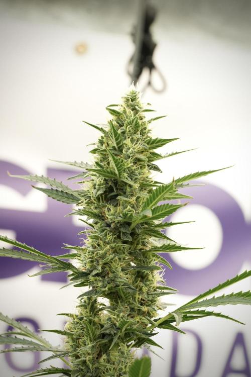 Cosmic Noodles a Zamnesia Dish. Week 12 - Cosmic Noodles no Veg 12-12 from seed 