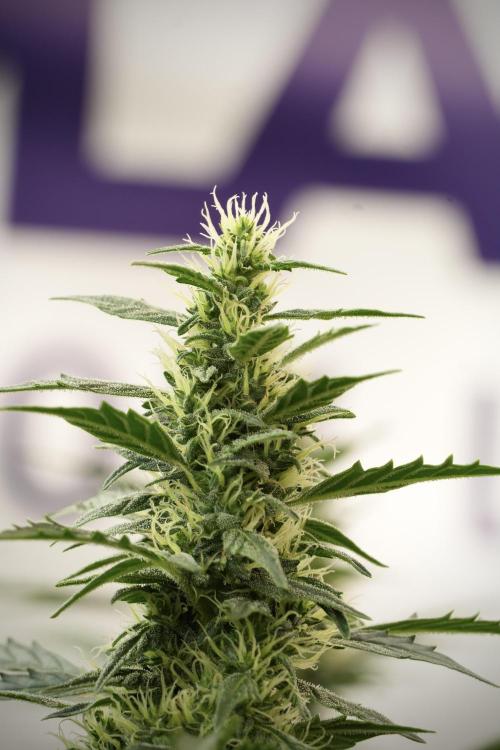 Cosmic Noodles a Zamnesia Dish. Week 12 - Cosmic Noodles no Veg 12-12 from seed 